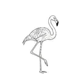 Flamingo Een mooie zwart-wit kleurplaat van een flamingo.