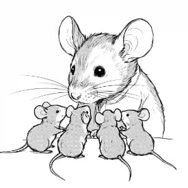 Muis Kleurplaat van een schattige muis die ideaal is om in te kleuren door kinderen en volwassenen.