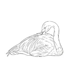 Flamingo Een creatieve kleurplaat van een flamingo in zwart-wit.