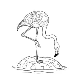 Flamingo kleurplaat Flamingo