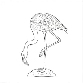 Flamingo kleurplaat Flamingo