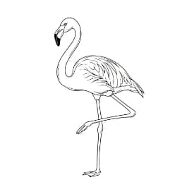 Flamingo kleurplaat Flamingo