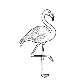 Flamingo Een mooie zwart-wit kleurplaat van een flamingo.