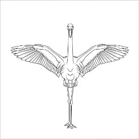 Flamingo kleurplaat Flamingo