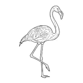 Flamingo kleurplaat Flamingo