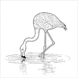 Flamingo kleurplaat Flamingo