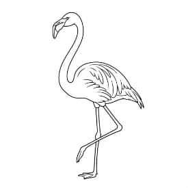 Flamingo kleurplaat Flamingo