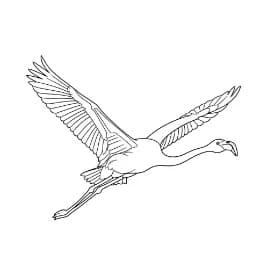 Flamingo Een creatieve kleurplaat van een flamingo in zwart-wit.