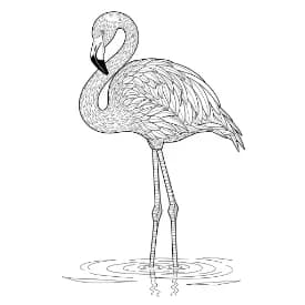 Flamingo kleurplaat Flamingo
