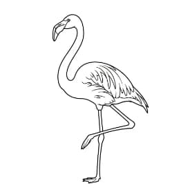 Flamingo Een mooie zwart-wit kleurplaat van een flamingo.