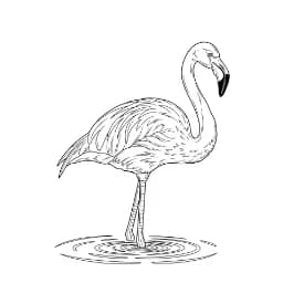 Flamingo Een leuke zwart-wit kleurplaat van een flamingo.