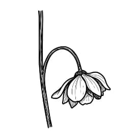 Rozenboeket Een mooie kleurplaat van een boeket rozen, klaar om in te kleuren.