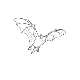 Knuppel Een leuke en creatieve kleurplaat van Knuppel geschikt voor alle leeftijden.