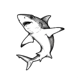 Haai Haai Kleurplaat