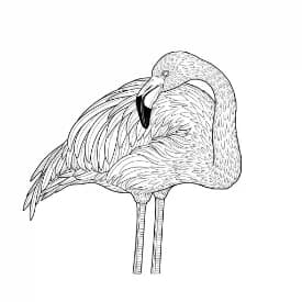 Flamingo kleurplaat Flamingo