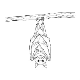 Knuppel Een leuke en creatieve kleurplaat van Knuppel geschikt voor alle leeftijden.