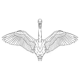 Flamingo Een leuke zwart-wit kleurplaat van een flamingo.